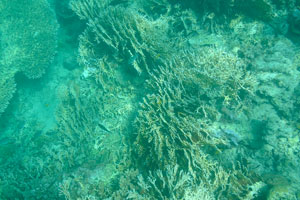 Green fan corals