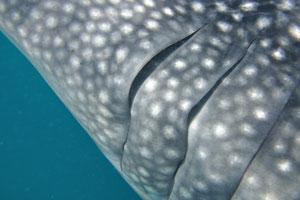 Gills of the whale shark