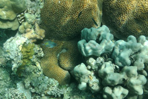 Brown coral polyps
