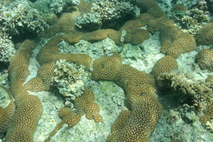 Colony of brown coral polyps