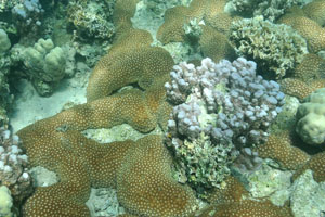 Colonies of coral polyps look like the soft pillows scattered on the sea bottom