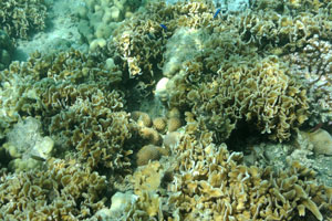 Neon gobies swim near the corals