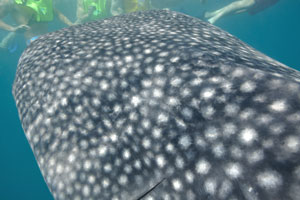 Wide mouth of the whale shark