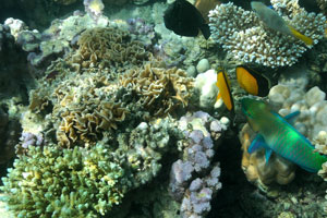 Fish diversity: butterflyfish, parrotfish and others