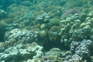 Huge colonies of coral polyps