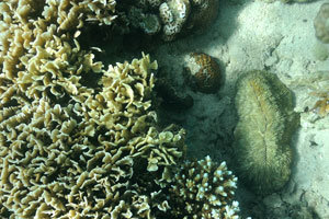 Slipper coral