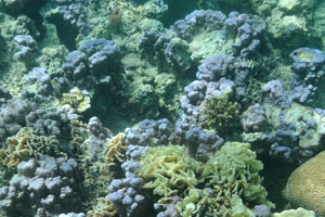 Blue corals