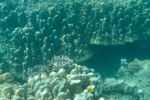 Some of the coral colonies are very huge