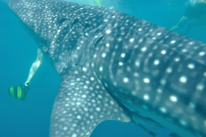 Sarah told us that this whale shark is a baby