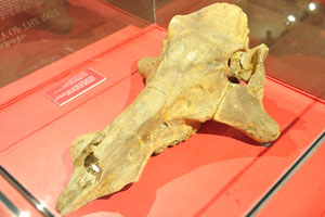 Long skull of an ancient animal