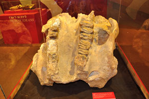 Complete cranium of Deinotherium bozasi, an extinct, large elephant relative