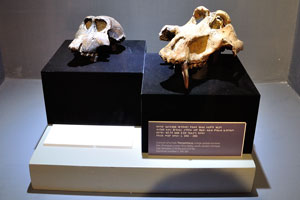 Cranium of a male Theropithecus, a large gelada ancestor from Omo Valley