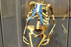 Lucy skeleton reconstruction