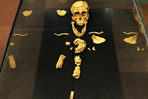 Selam, partial skeleton of Australopithecus afarensis