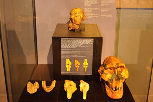 Known from Ethiopia, Tanzania and Kenya, Au. afarensis is an early species of Australopithecus from which the later species evolved