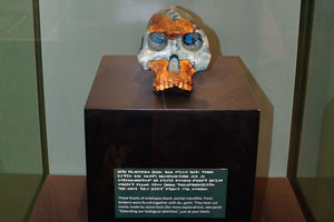 Australopithecus garhi