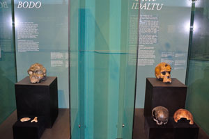 Craniums of Bodo and Idaltu