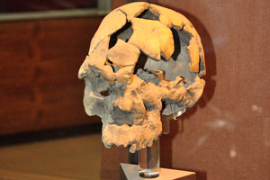 The oldest known cranium of modern humans, found in Ethiopia and dating back 160,000 years