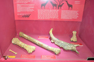 Metatarsal of Sivatherium, an extinct, short-necked giraffe relative