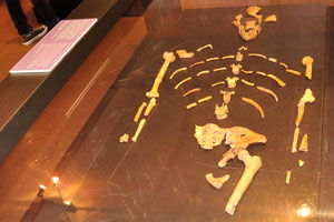Lucy is the common name of AL 288-1, partial skeleton of a female Australopithecus afarensis