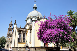 Blooming bougainvillea tree grows close to the rear wall of Holy Trinity Cathedral