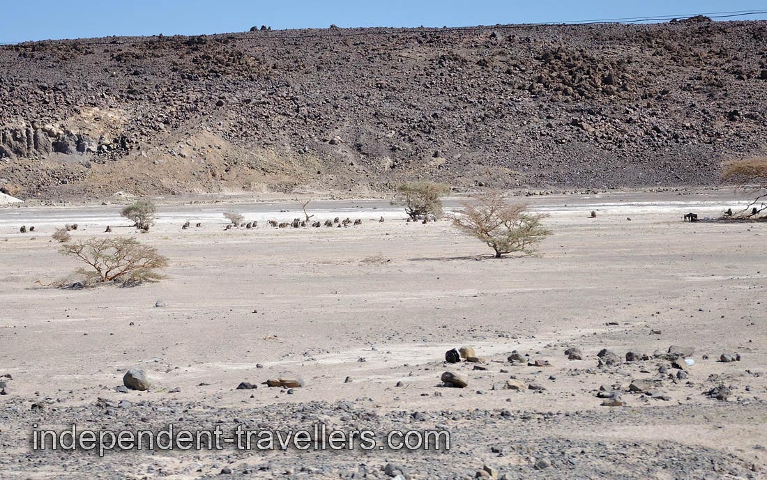 One may see a huge troop of baboons in the distance