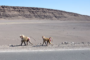 Baboons monkeys are walking by the road