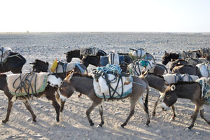 We meet numerous caravans of donkeys on our way from the Hamed Ela village to Dallol