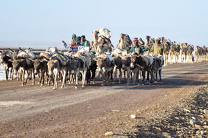 As usually the herd of the donkeys is located in front of the camel train