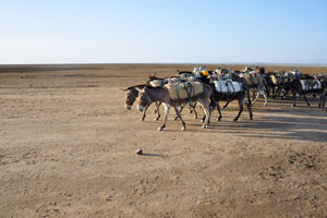 One more caravan of donkeys on our way from the Hamed Ela camp to the Dallol volcano
