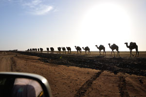 The road to Dallol impressed me by the number of camels which is equal to infinity