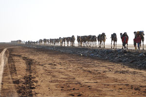 What is the number of these camels? I guess, you may count several hundred of them only on this photo
