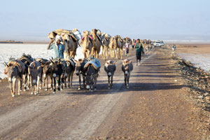 Countless camels and donkeys do their job together