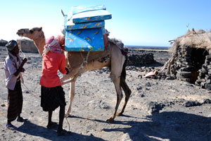 Camel will bring the mattresses to the camp located close to the crater of volcano