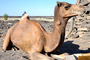 Camel do not like crackers and cookies, it prefers dried sliced bread