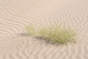 Grass that grows in sand dunes