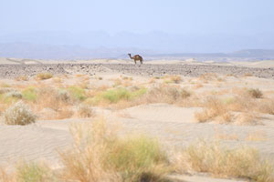 Alone camel in the desert