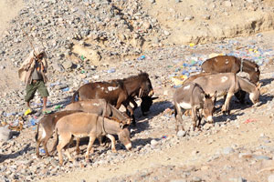 Donkeys walk along the garbage dump