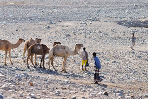 Camels and the local people outside the village