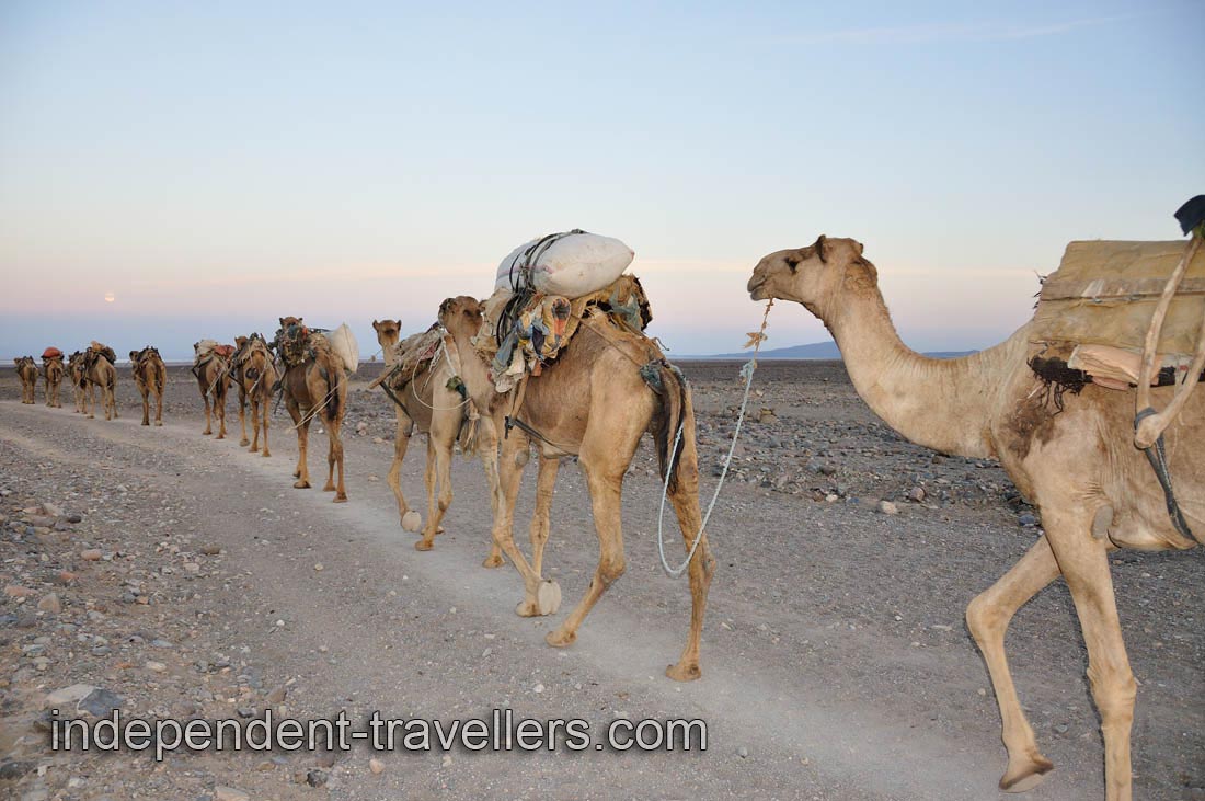 Some of the camels have been loaded while others not