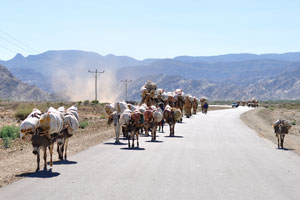 We saw this herd of loaded donkeys on our way to the Hamed Ela camp