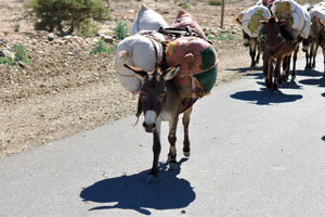 A donkey is widely used in the Afar Region as a draft animal