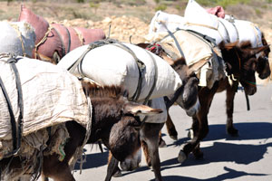 I was surprised that donkeys are used along with the camels as the draft animals in the Afar Region