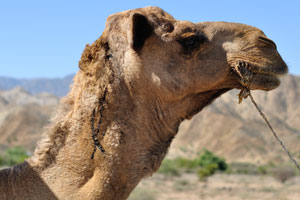 The head of the camel