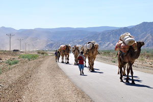 Loaded camels are walking on the road