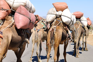The train of loaded camels