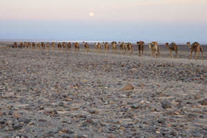 Camel caravan in the time of a sunset