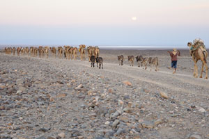 Camel trains escorted the Sun