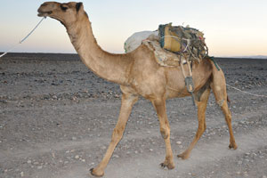 One of the caravan camels