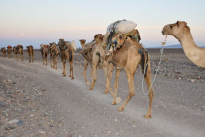 Some of the camels have been loaded while others not